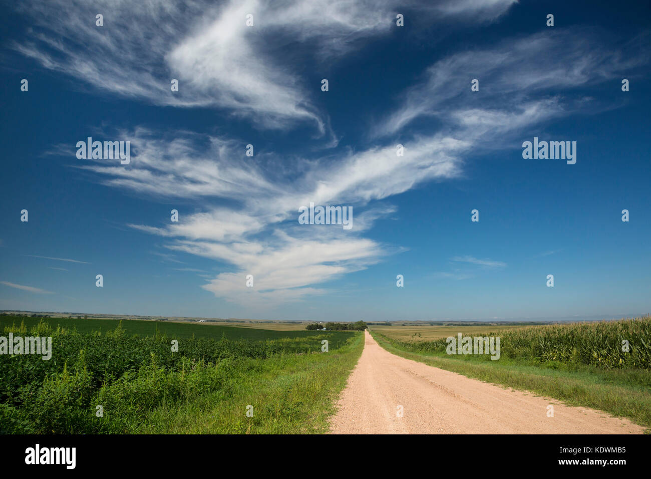 Arnold, Nebraska - una strada sterrata che corre attraverso campi di fattoria nel Nebraska sandhills. Foto Stock