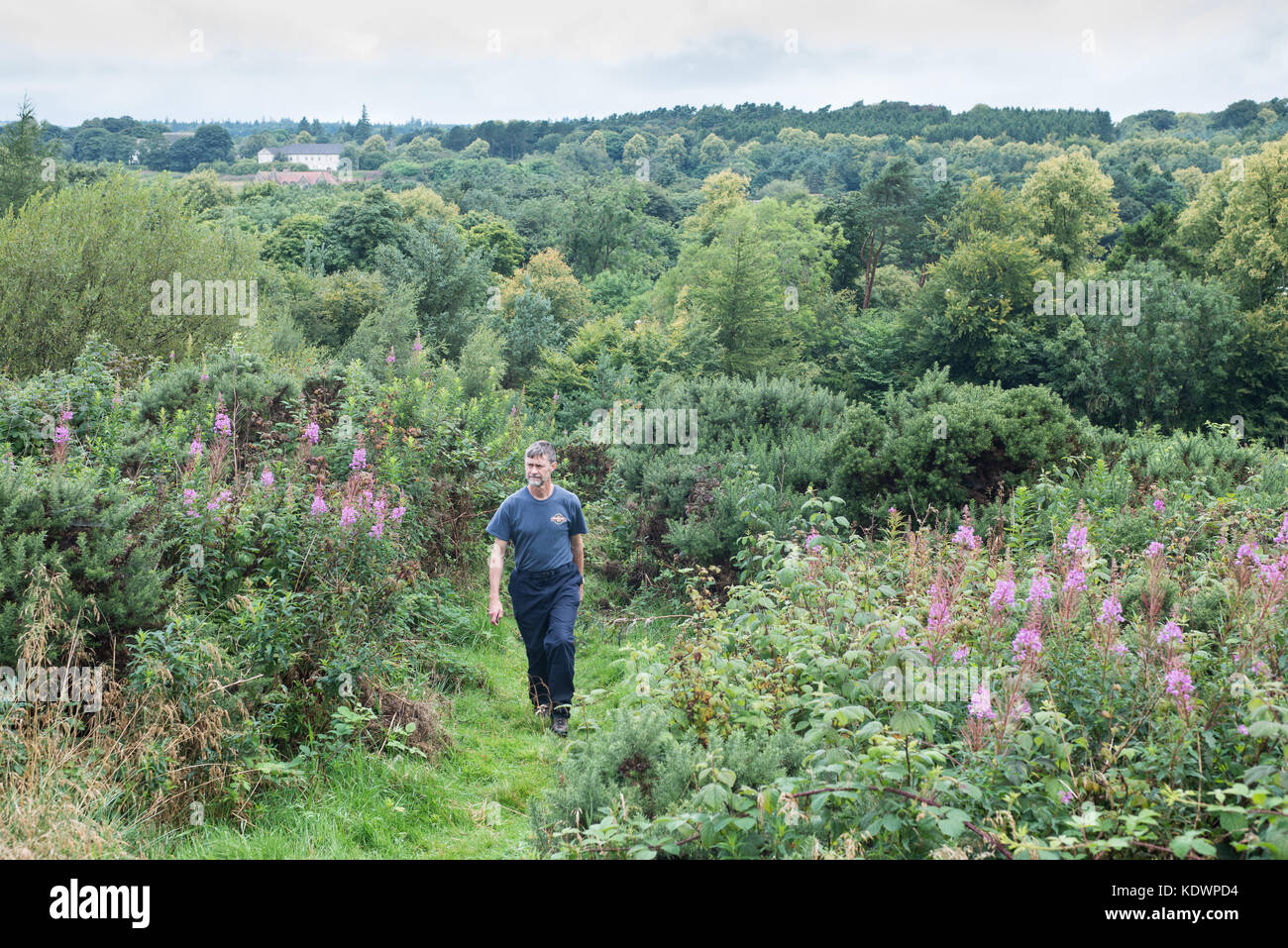Walker in legno del Nord, Livingston, Scozia. L'estate. Foto Stock
