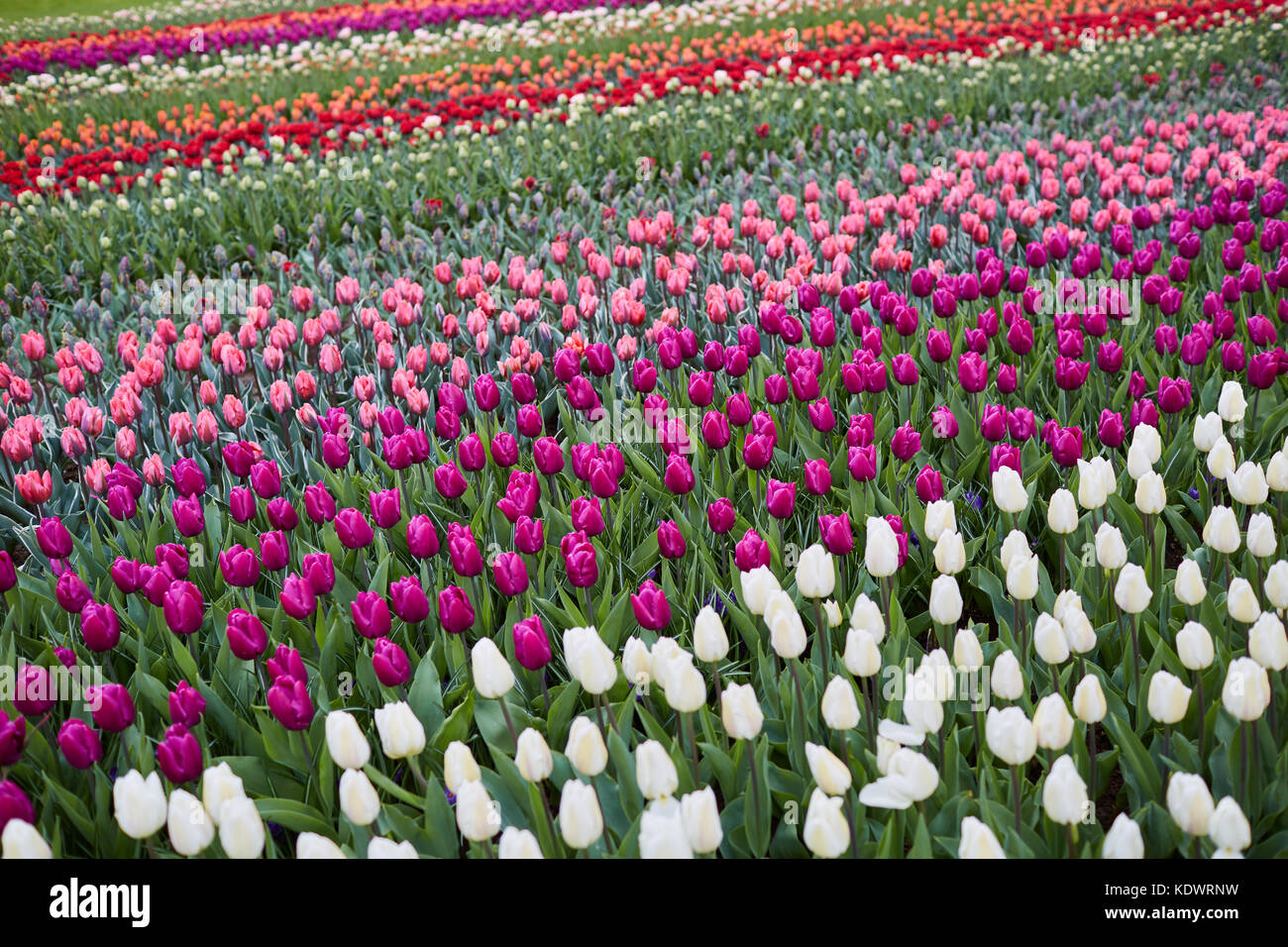 Giardini Keukenhof in Olanda, famosa per la sua molla visualizza dei tulipani, giacinti e narcisi Foto Stock
