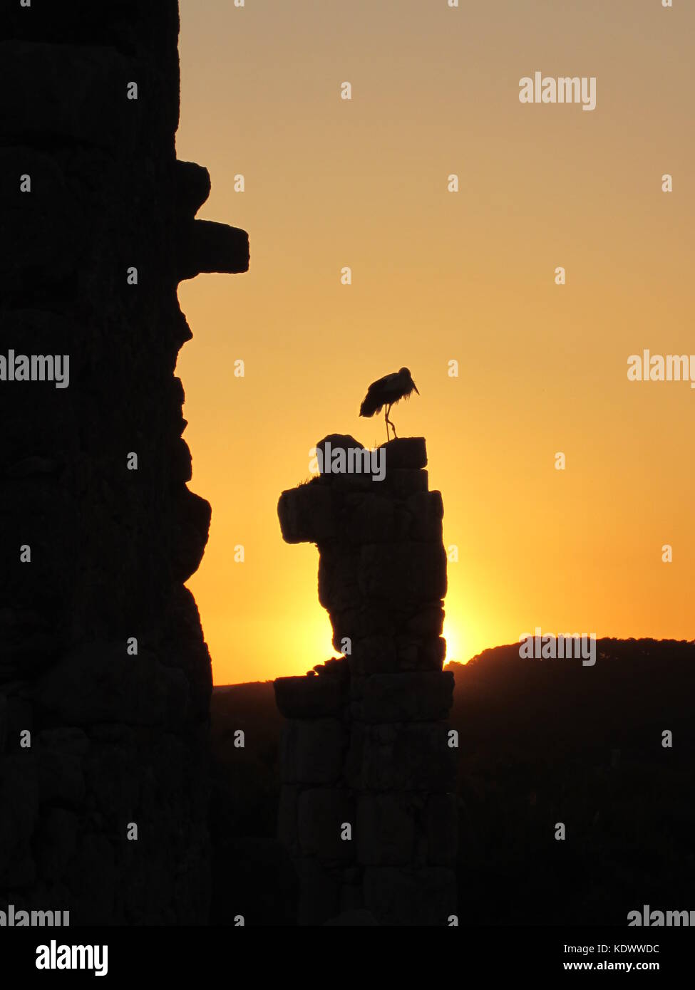Silhouette di heron al tramonto sulla parte superiore di una colonna di rovina in efes, Turchia. Foto Stock