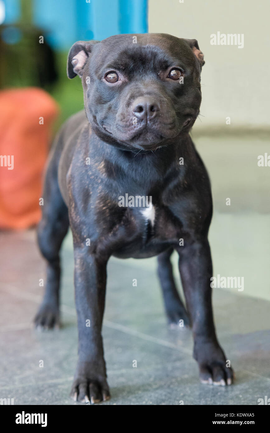Ritratto di black staffordshire terrier in posa Foto Stock