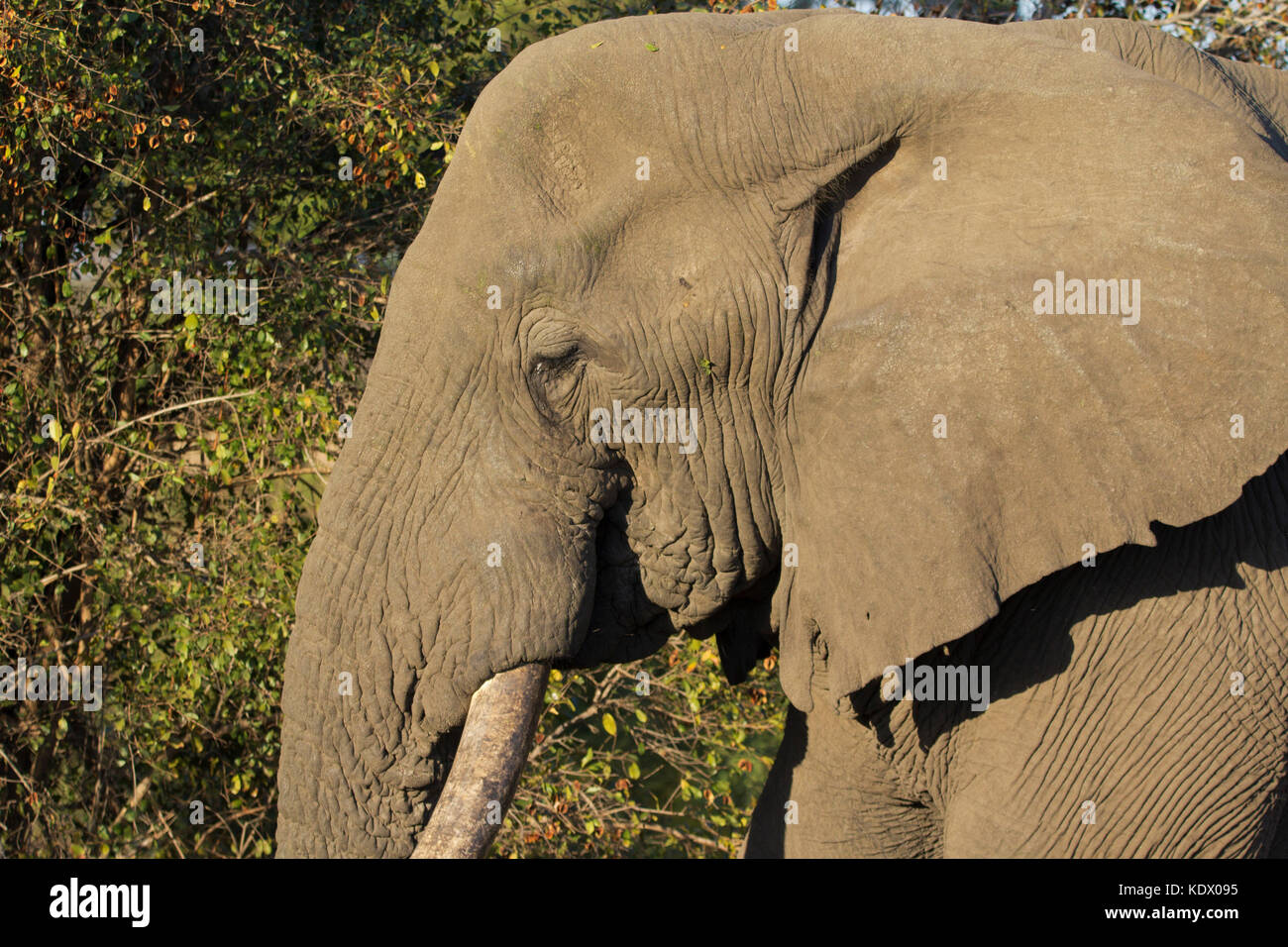 Bull elephant fino vicino, Kruger National Park, Sud Africa Foto Stock