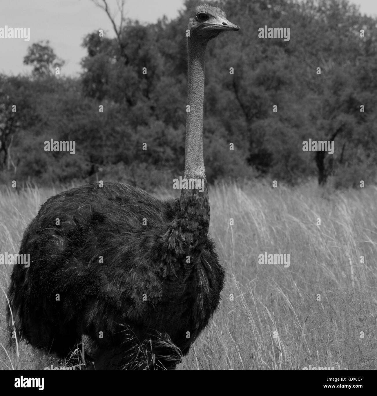 Struzzo maschio ritratto in bianco e nero, dinokeng Game Reserve, sud africa Foto Stock