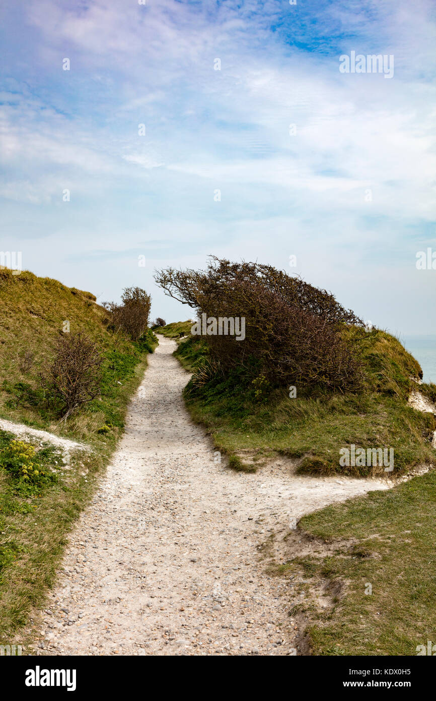 Chalk sentiero sulla cima delle scogliere di Dover, un vento spazzata di bush si piega dai venti dominanti, Kent, Regno Unito Foto Stock