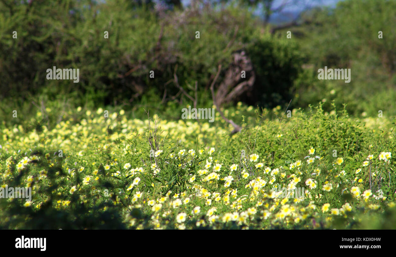 Fiori gialli in Bloom, mashatu, northern tuli Game Reserve, Botswana Foto Stock