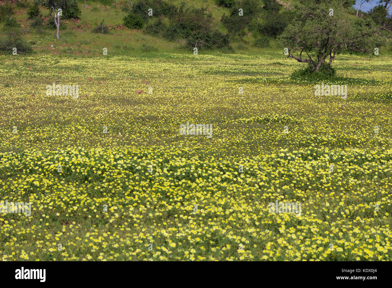Fiori gialli in Bloom, mashatu, northern tuli Game Reserve, Botswana Foto Stock