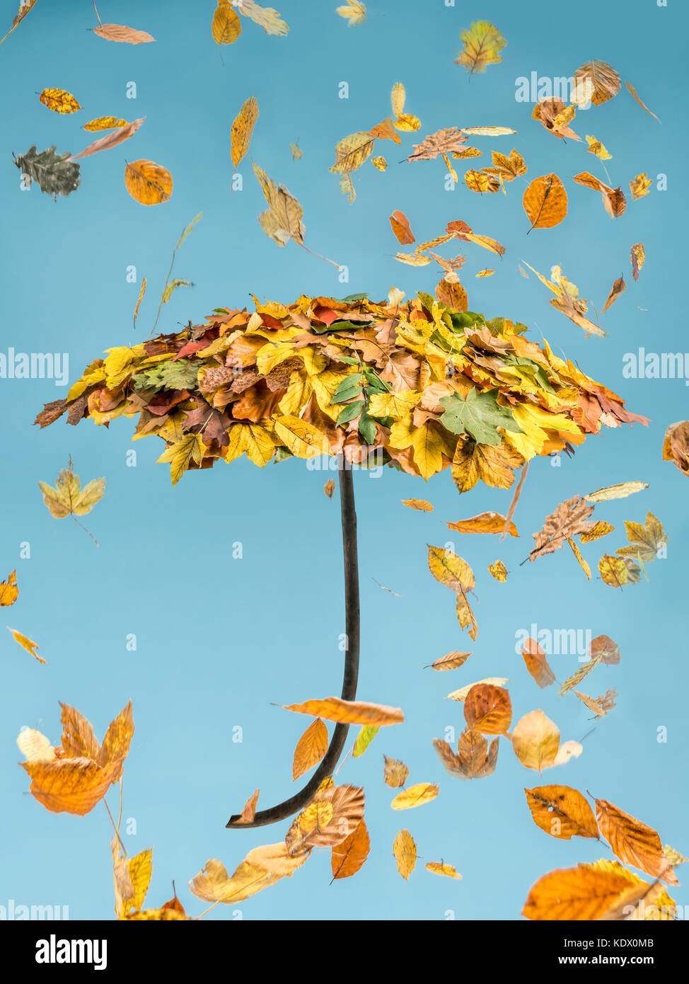 Ombrello coperto con foglie di autunno cadere oltre il cielo blu Foto Stock