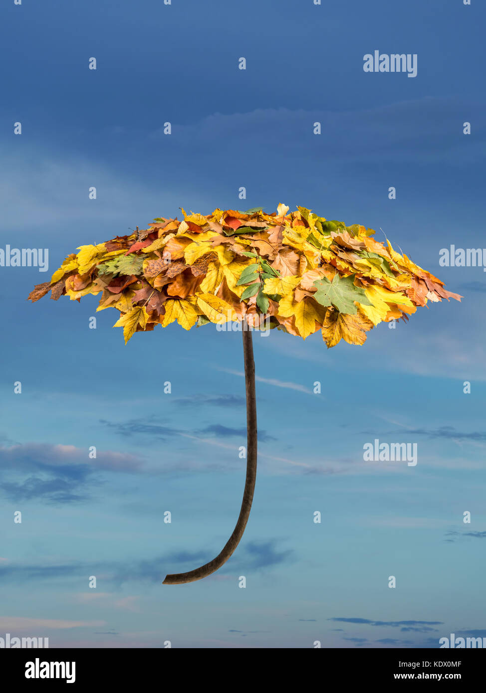 Ombrello coperto con foglie di autunno oltre il cielo nuvoloso Foto Stock