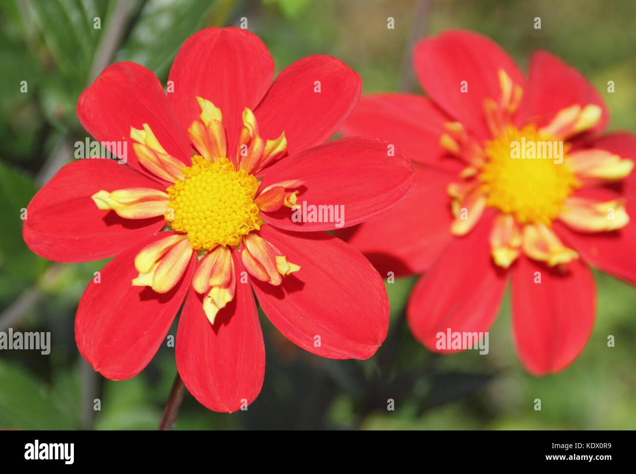 Dahlia 'Ann Breckenfelder', un tipo collerette dalia, in piena fioritura in un giardino inglese confine in tarda estate Foto Stock