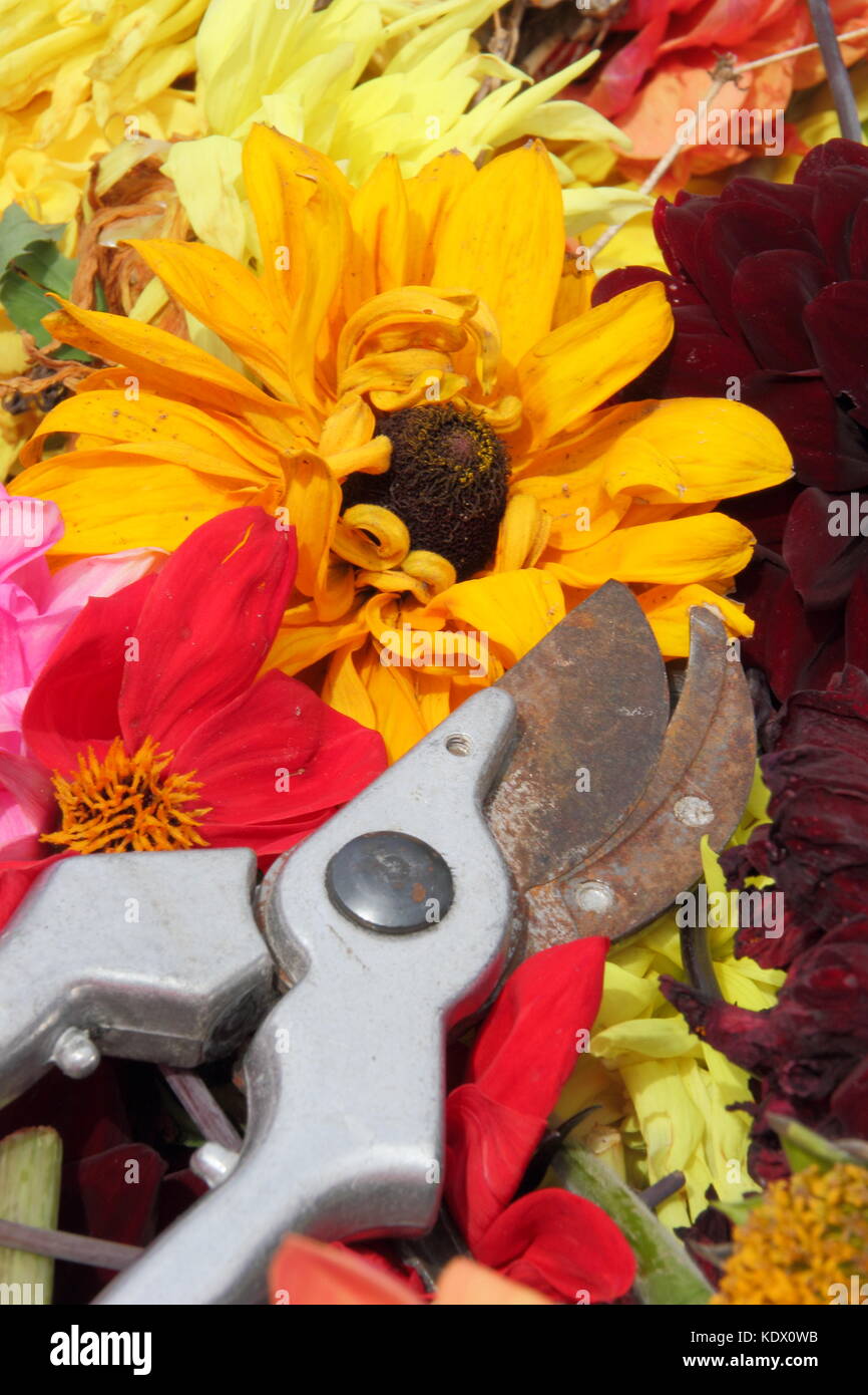 Si arresta di sbiadito dahlia blumi, rimosso con secateurs per promuovere un continuo fiorire in un giardino inglese in tarda estate Foto Stock
