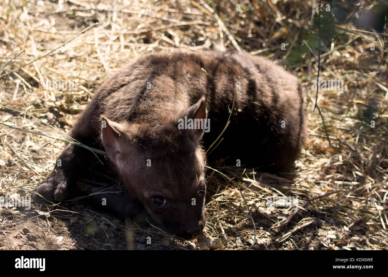 Spotted hyena pup, Kruger National Park, Sud Africa Foto Stock