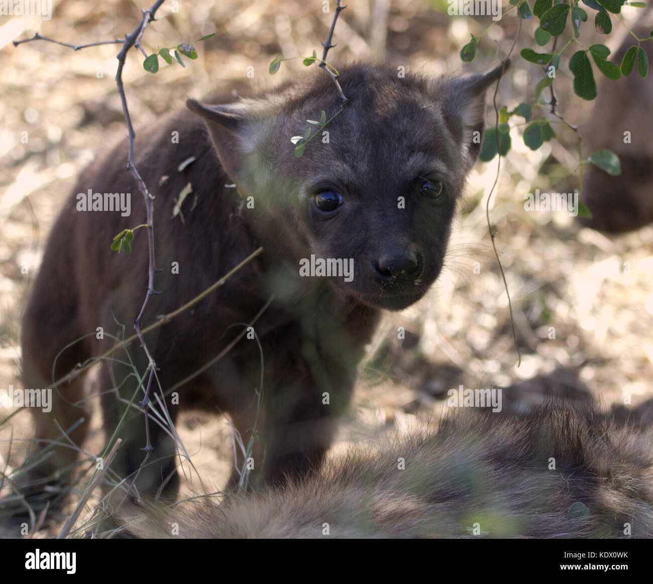 Curioso spotted hyena pup, Kruger National Park, Sud Africa Foto Stock