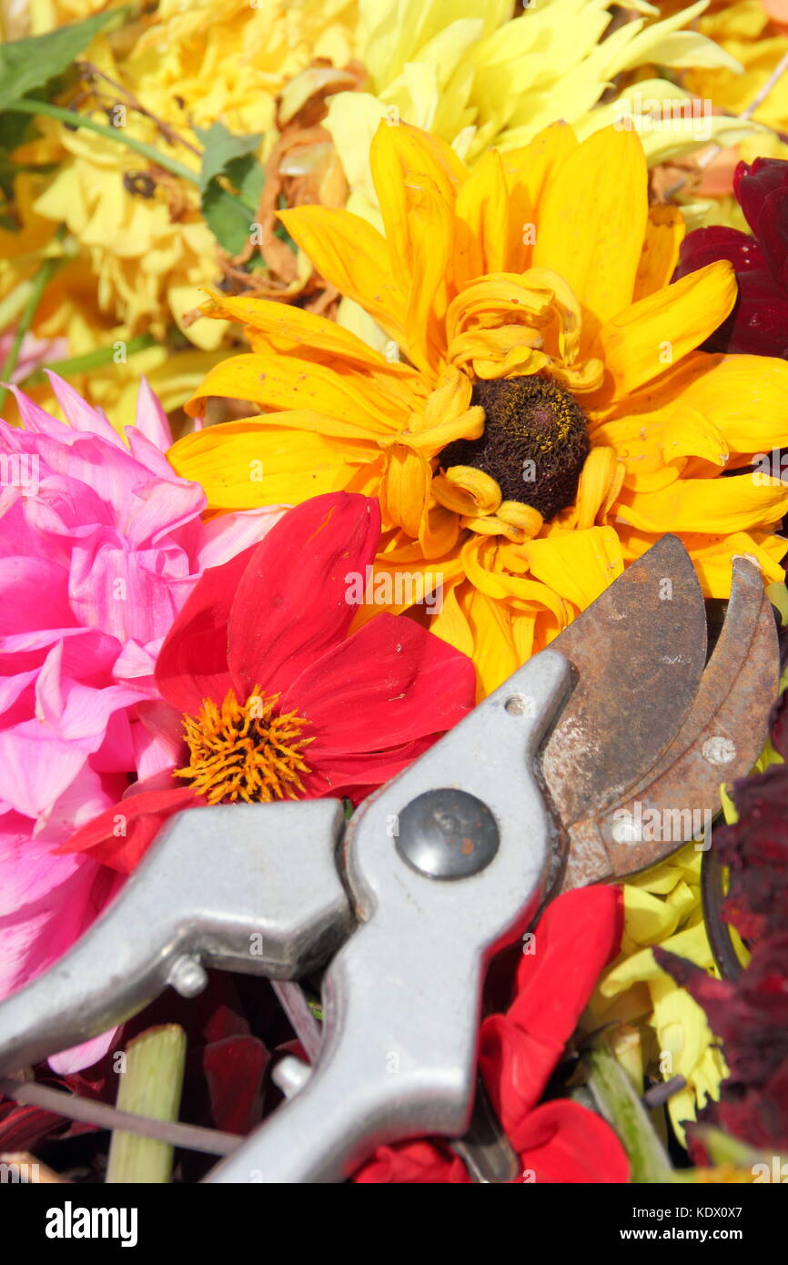 Si arresta di sbiadito dahlia blumi, rimosso con secateurs per promuovere un continuo fiorire in un giardino inglese in tarda estate Foto Stock