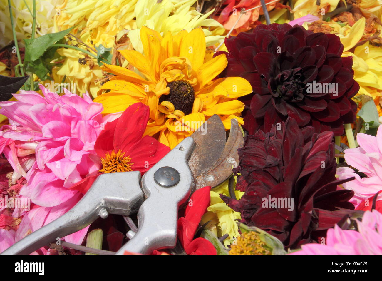 Si arresta di sbiadito dahlia blumi, rimosso con secateurs per promuovere un continuo fiorire in un giardino inglese in tarda estate Foto Stock