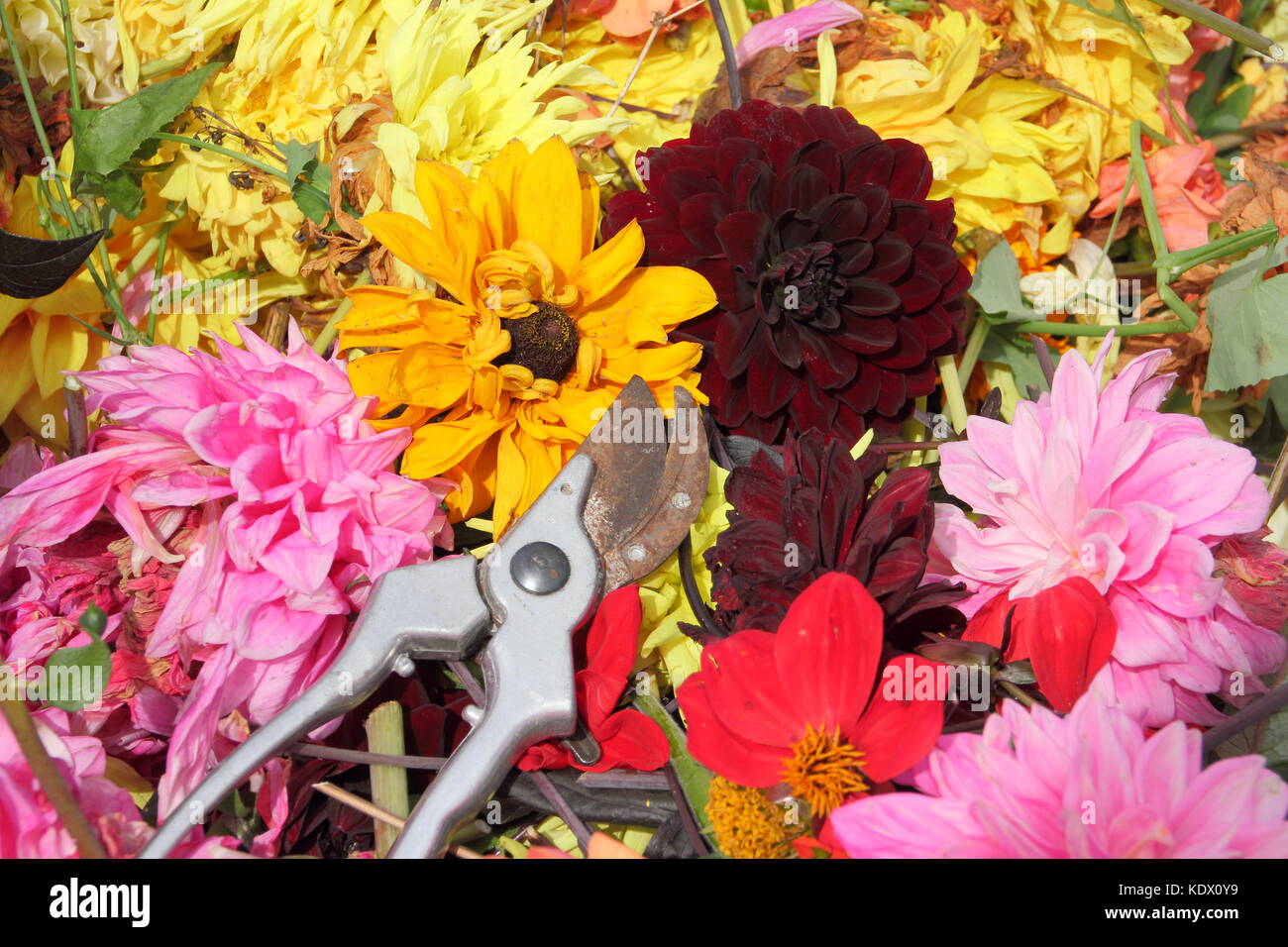Fiori spesi, deadesivi di fiori sbiaditi di dahlia, rimossi con forbici per promuovere la fioritura continua in un giardino inglese a fine estate Foto Stock