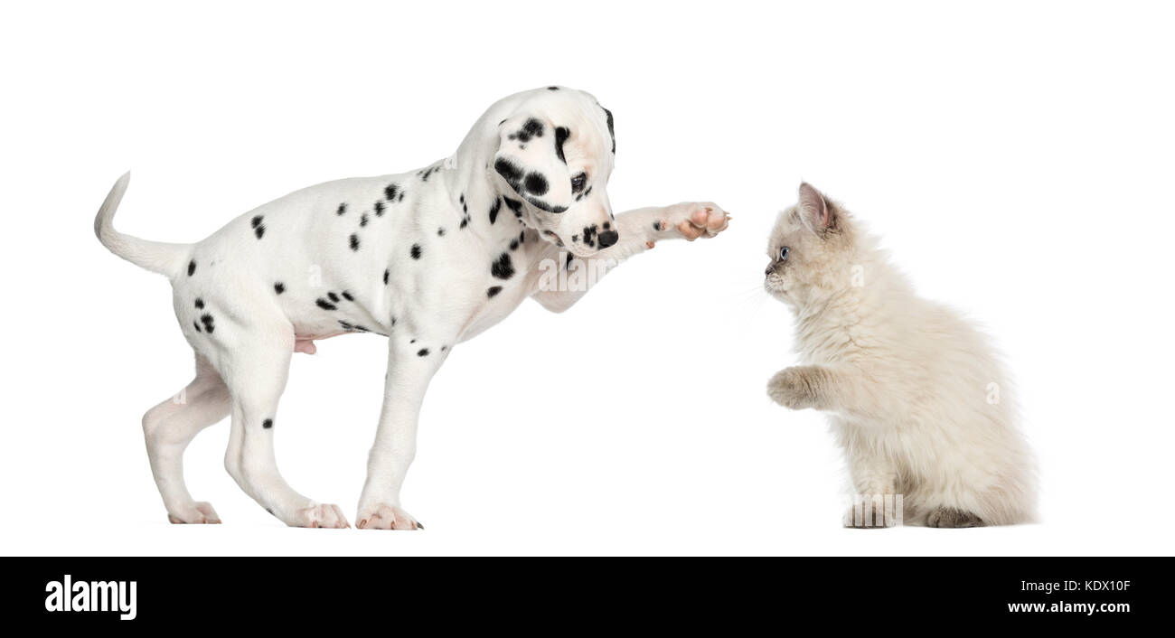Dalmatan cucciolo e gattino alta fiving Foto Stock