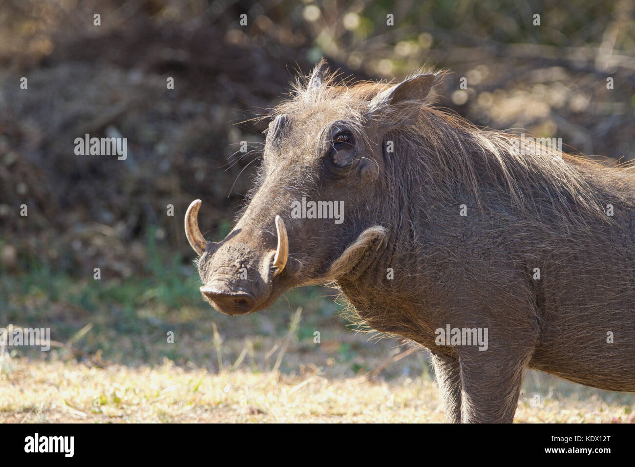 Femmina pelose warthog, Kruger National Park, Sud Africa Foto Stock
