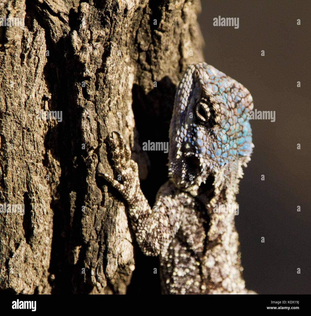 Struttura meridionale AGAMA SA, Kruger National Park, Sud Africa Foto Stock