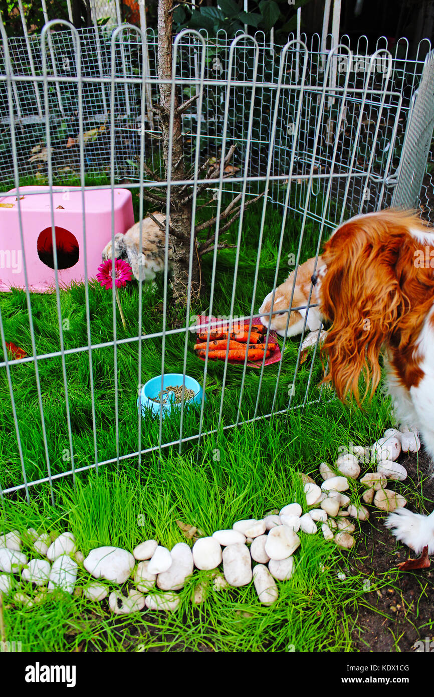 Simpatico coniglietto parco giochi all'aperto. Gabbia hutch coop. lop eared conigli bunny animali domestici giocano in giardino. simpatici coniglietti outdoor illustrazione della foto. animale Foto Stock