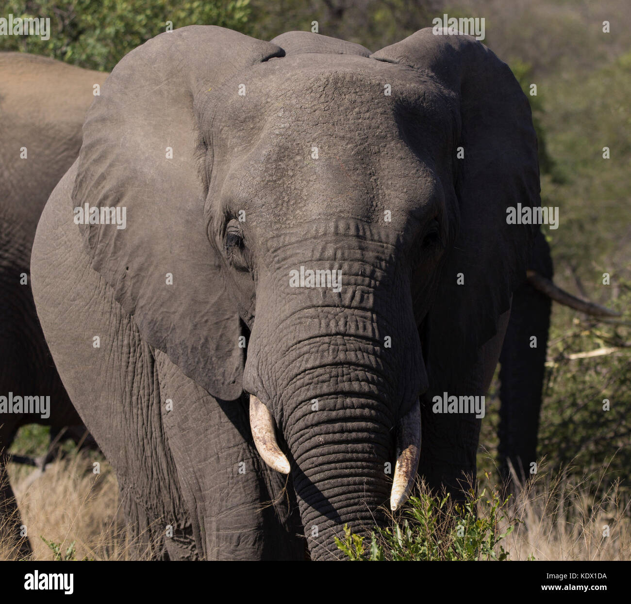 Femmina d'elefante ritratto, Kruger National Park, Sud Africa Foto Stock