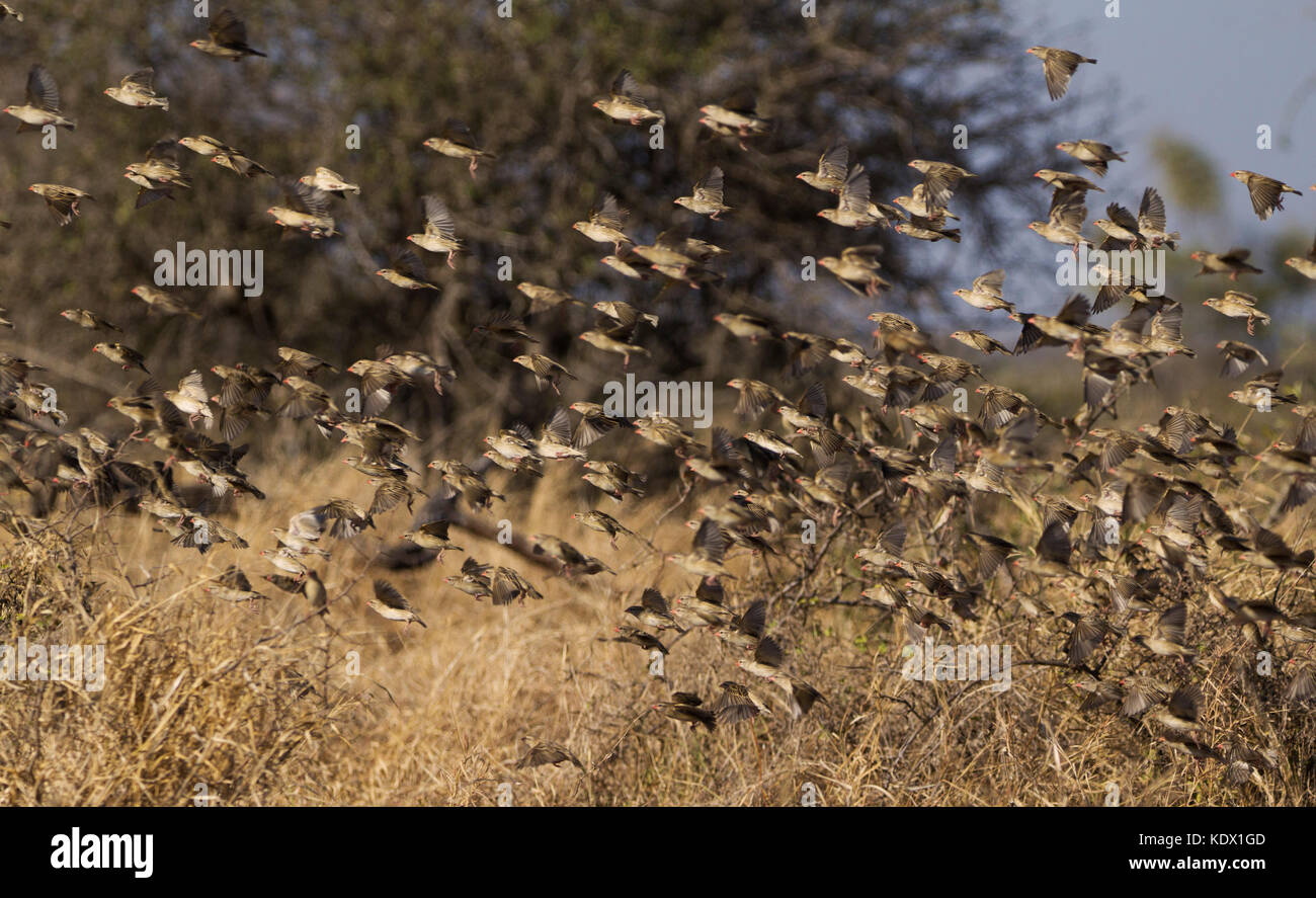 Sciame di red fatturati quelea in volo, il parco nazionale Kruger, sud africa Foto Stock