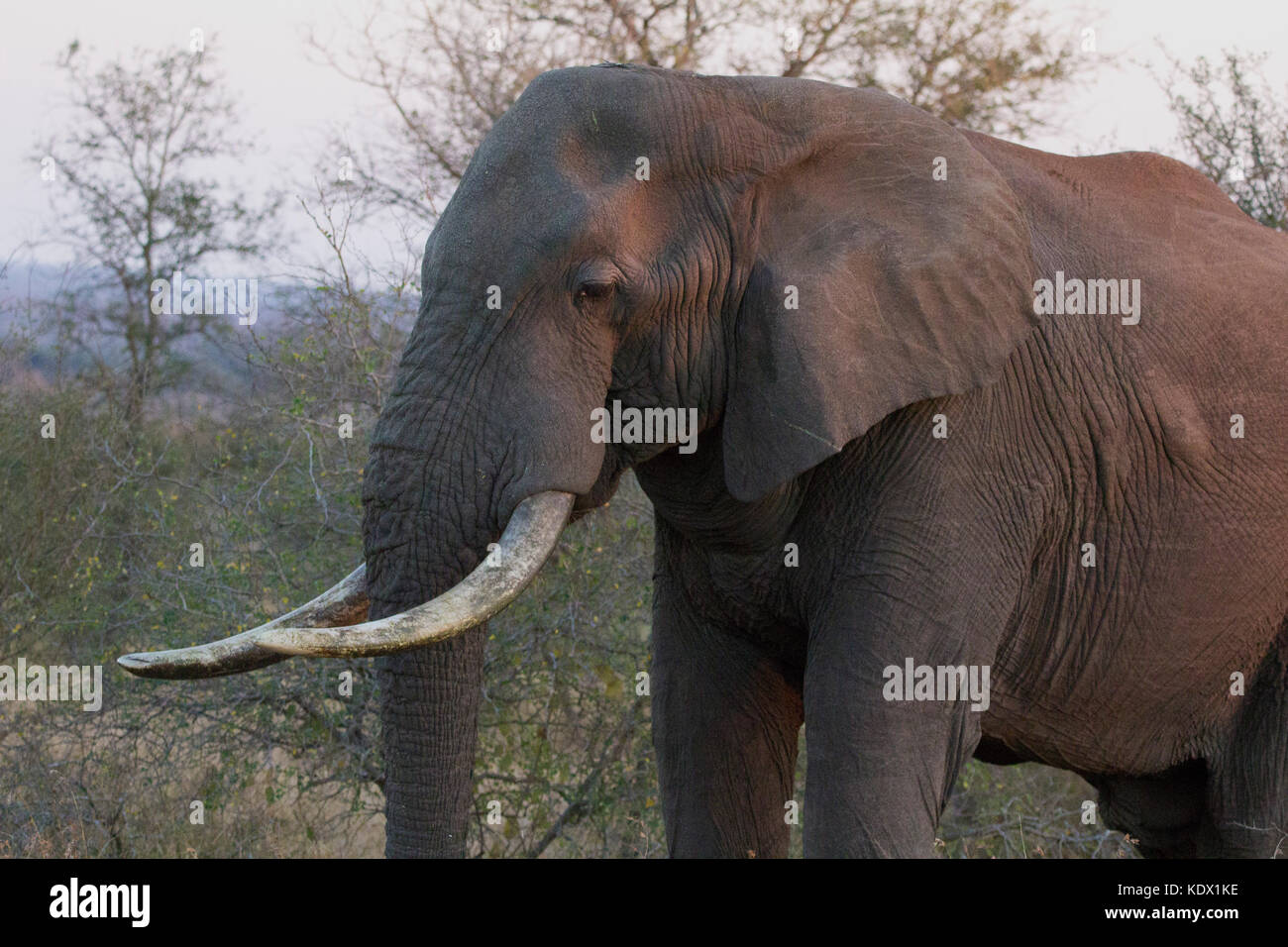 Elefante africano bull con grandi zanne, Kruger National Park, Sud Africa Foto Stock