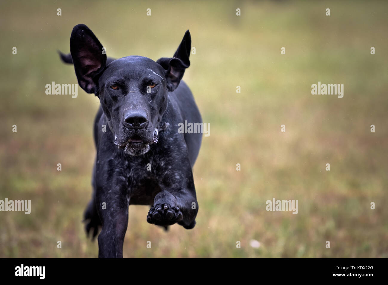 Il tedesco shorthaired puntatore cane corre direttamente alla fotocamera Foto Stock