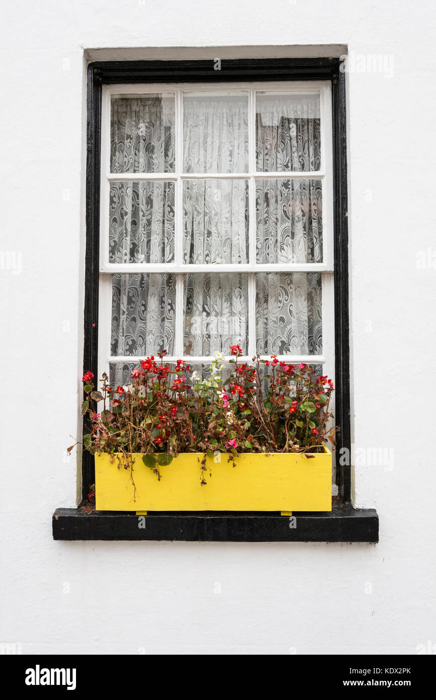 Un colorato di giallo luminoso window box in Old Isleworth, Middlesex, Regno Unito Foto Stock