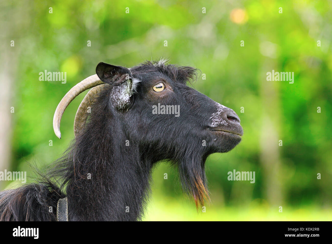 Nero ram barbuto ritratto su verde al di fuori della messa a fuoco lo sfondo colorato Foto Stock