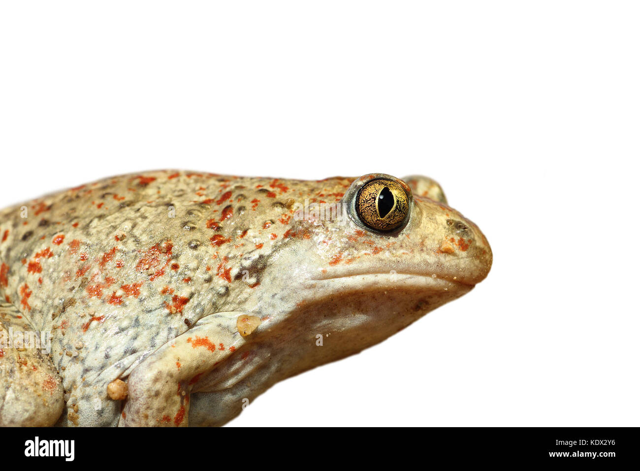 Closeup isolate di aglio toad, isolamento su sfondo bianco ( Pelobates fuscus ) Foto Stock