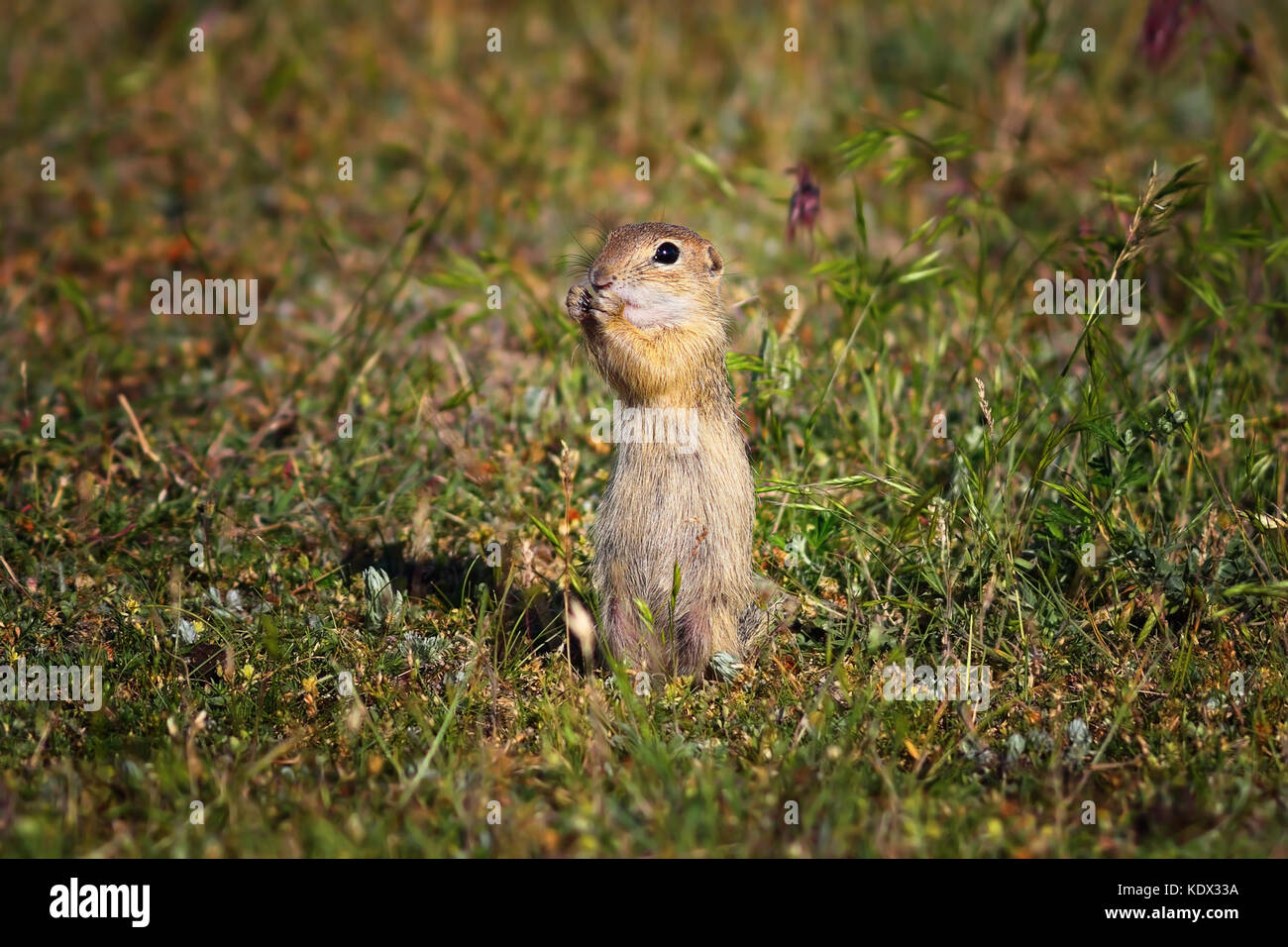 Carino terreno europeo scoiattolo in habitat naturali ( Spermophilus citellus ) Foto Stock