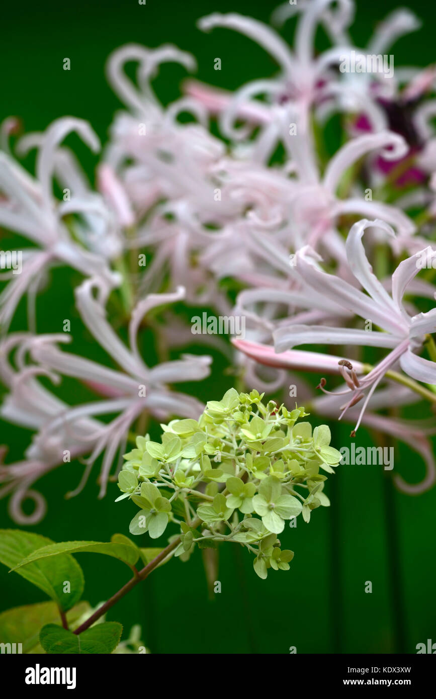 Hydrangea paniculata orso polare, Nerine Bowdenii Rowie, autunno autunnale, caduta, fiori, fioritura, mix, misto, combinazione, RM Floral Foto Stock