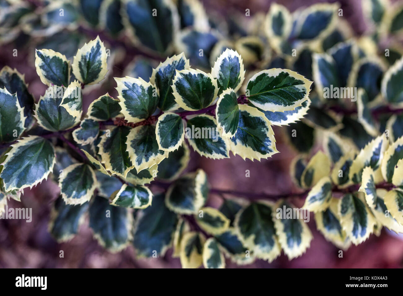 Ilex x meserveae "Casanova" Foto Stock