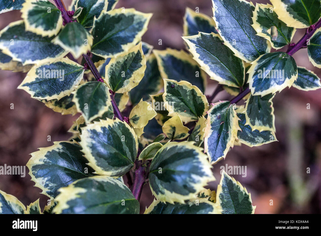 Ilex x meserveae "Casanova" Foto Stock