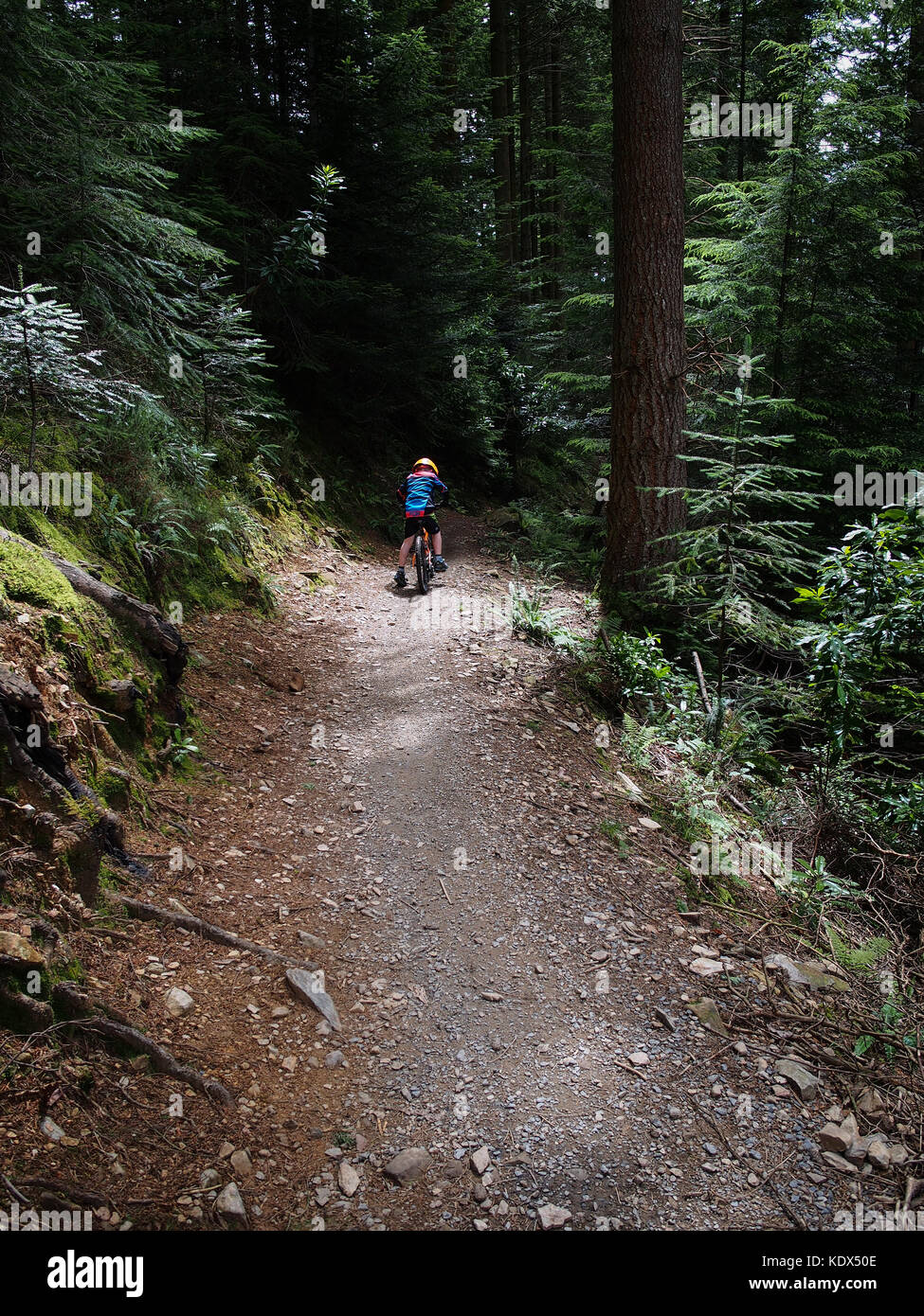 Bambino trail riding in snowdonia coed y brenin Foto Stock