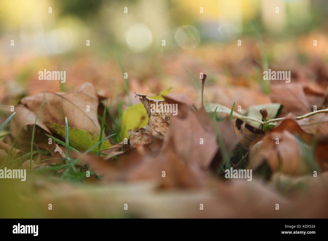 Manchester, OK, 16 ottobre 2017. Foglie cadute in autunno Foto Stock