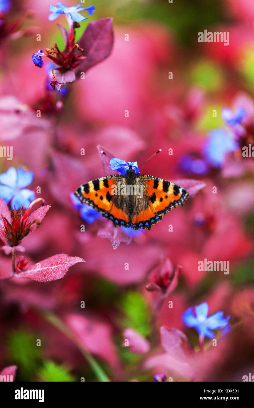 Piccola farfalla di tartaruga, Aglais orticae su Ceratostigma plumbaginoides Giardino di ottobre degli insetti autunnali degli animali Foto Stock