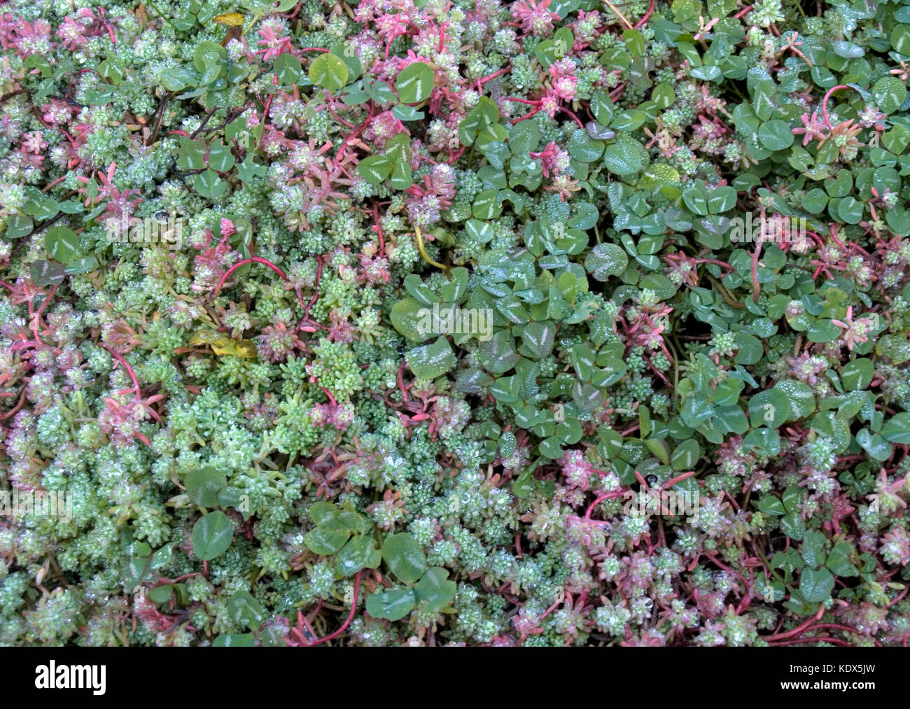 Stonecrop pianta coprisuolo Foto Stock