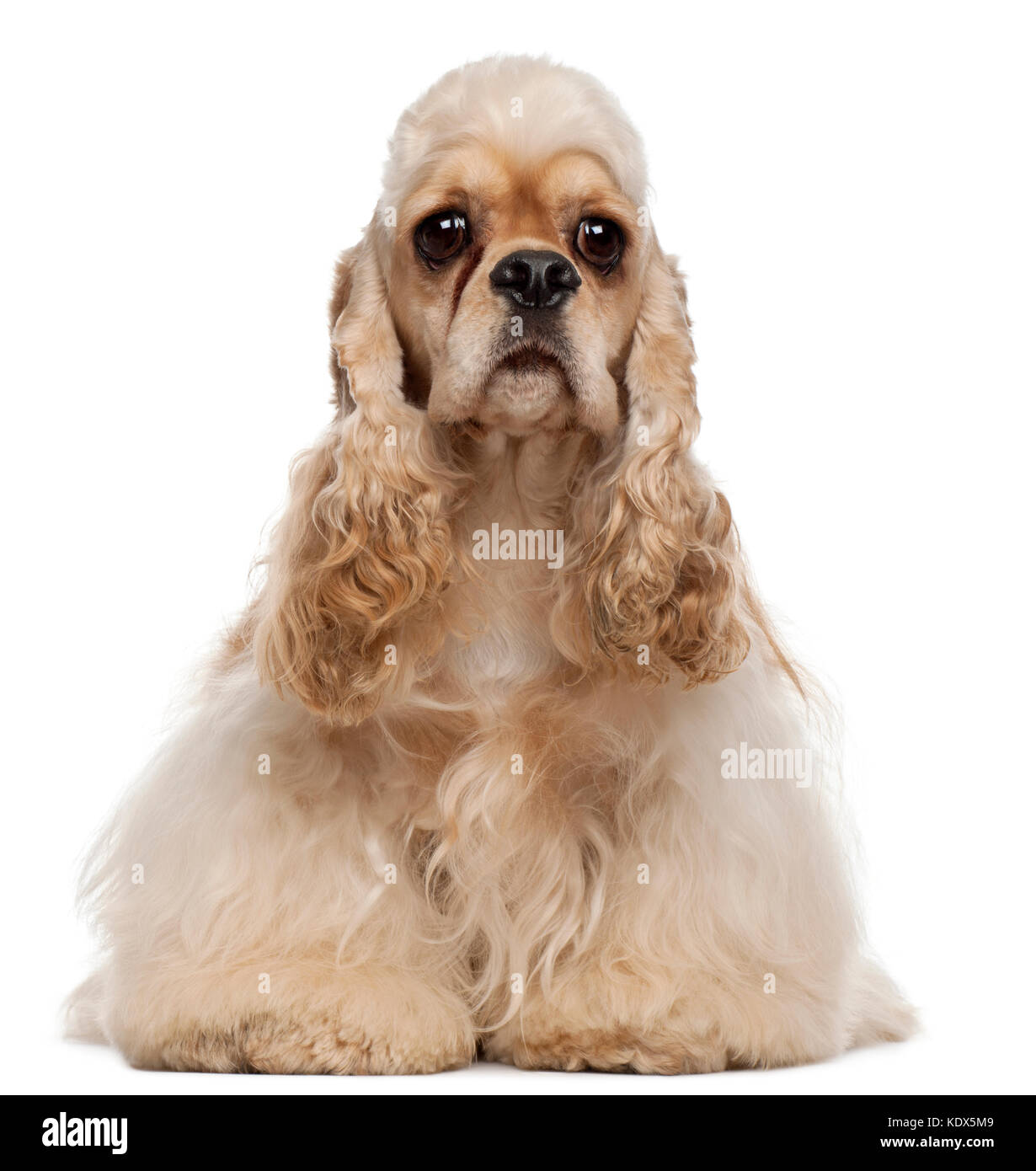 American cocker spaniel, 1 anno di età, seduto di fronte a uno sfondo bianco Foto Stock