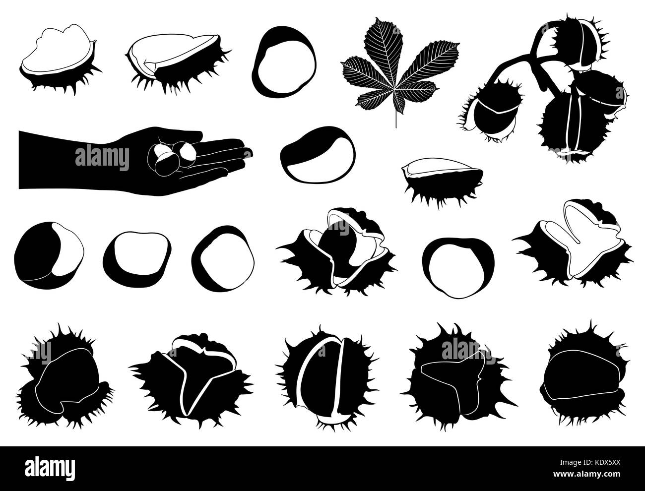 Insieme di diversi ippocastani isolato su bianco Foto Stock