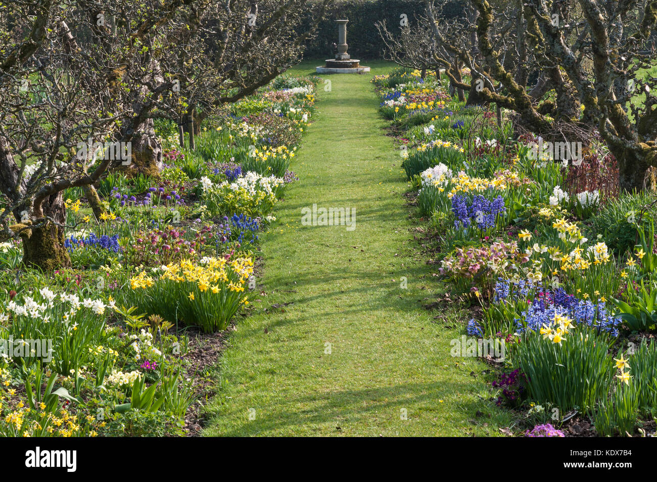 Hergest Croft giardini, Kington, Herefordshire, UK. La molla frontiere con vecchi alberi di Apple Foto Stock