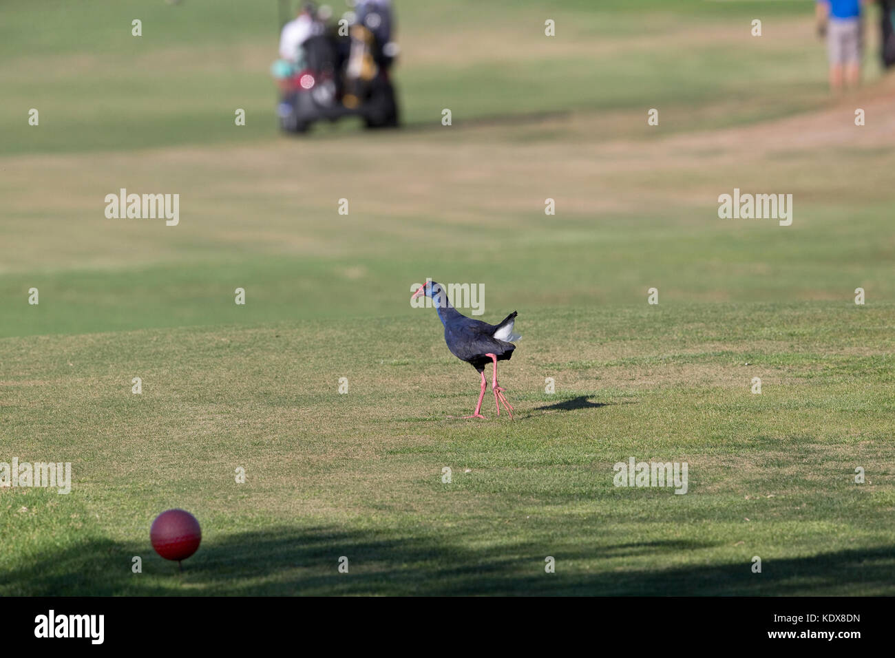 Western Swamphen (Porphyrio porphyrio) Foto Stock