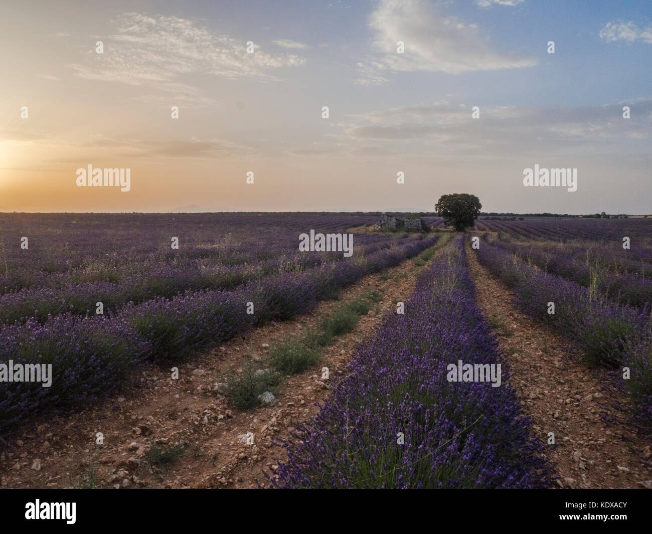 Tramonto in campi di lavanda in brihuega, Guadalajara, Spagna. Foto Stock