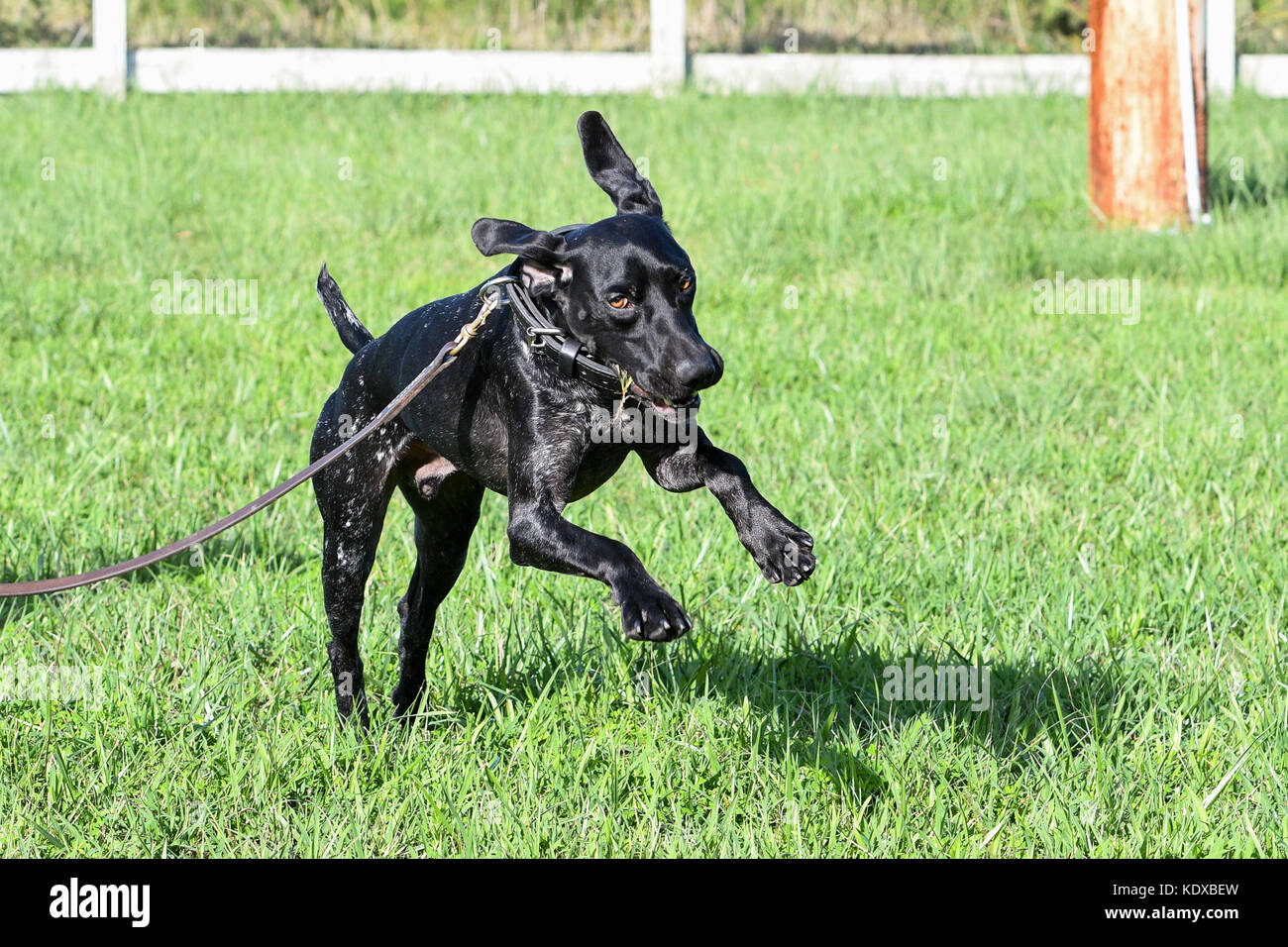 Il tedesco shorthaired puntatore cane giocando in un cantiere Foto Stock