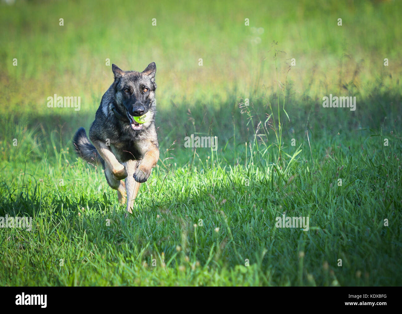 Pastore Tedesco cane che corre in telecamera con sfera Foto Stock