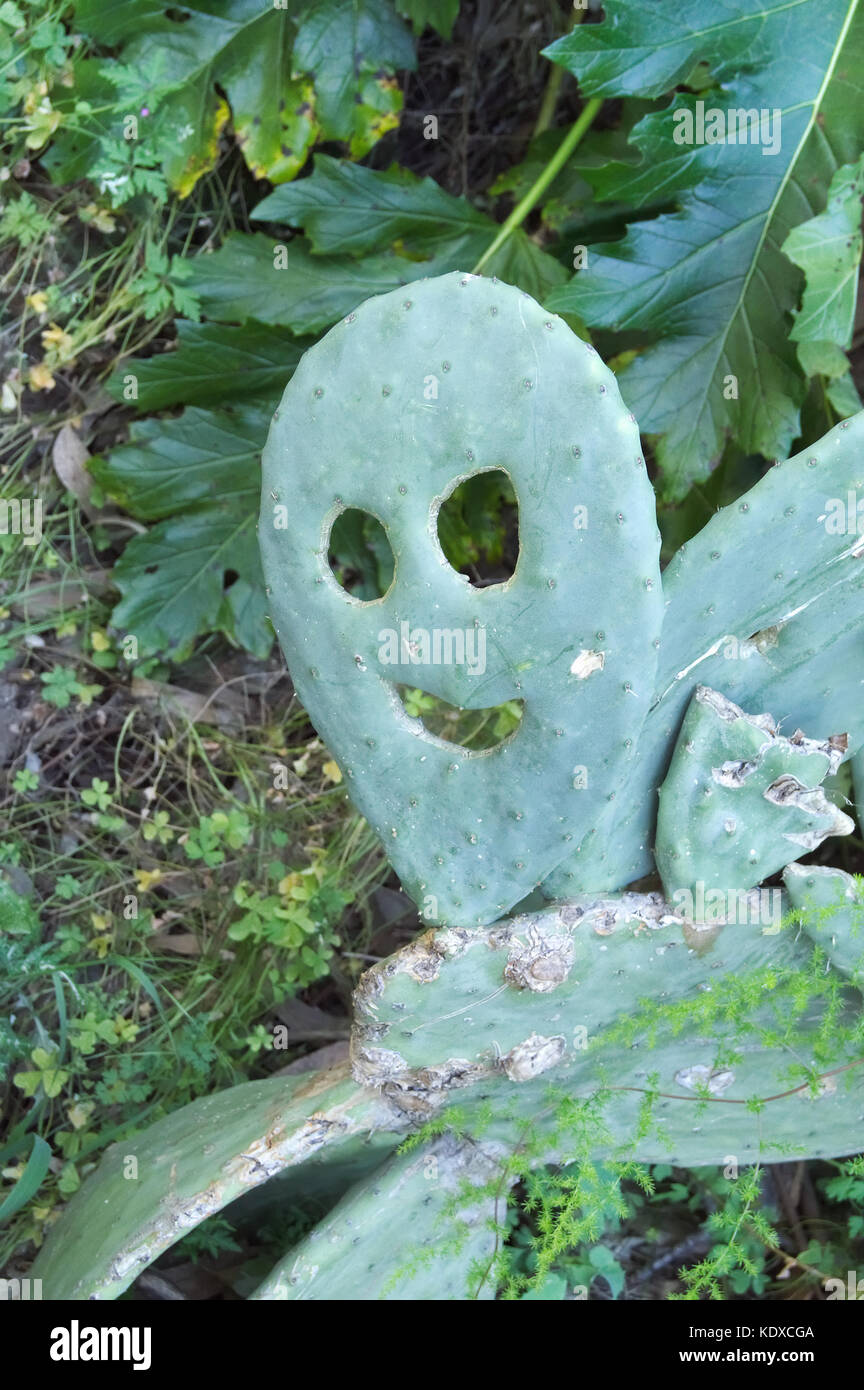 Barberia fig (Opuntia ficus indica) presentante una faccia buffa come uno smiley Foto Stock