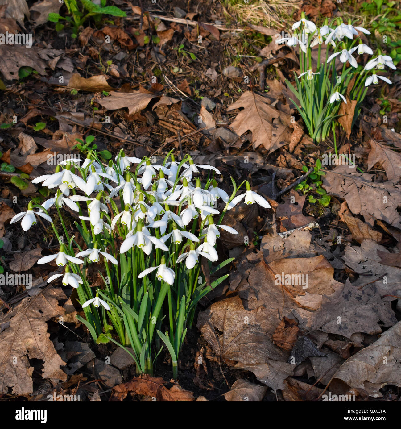 Primavera snowdrops tra i morti di foglie di quercia in Ironbridge Gorge, shropshire Foto Stock