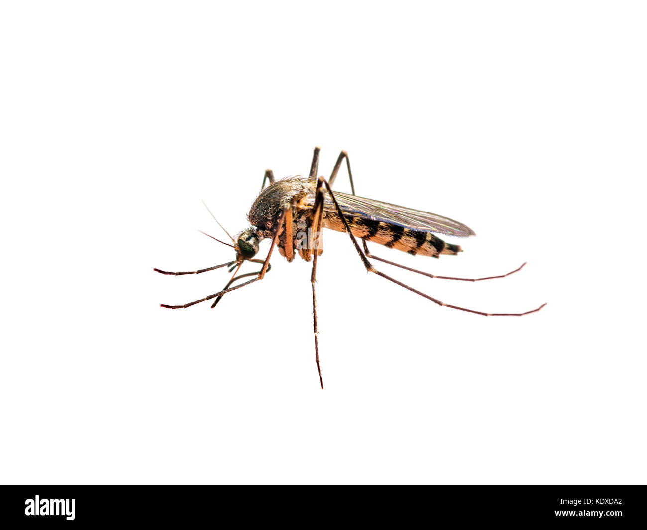 La malaria o zika infettate da virus insetto zanzara isolato su bianco Foto Stock