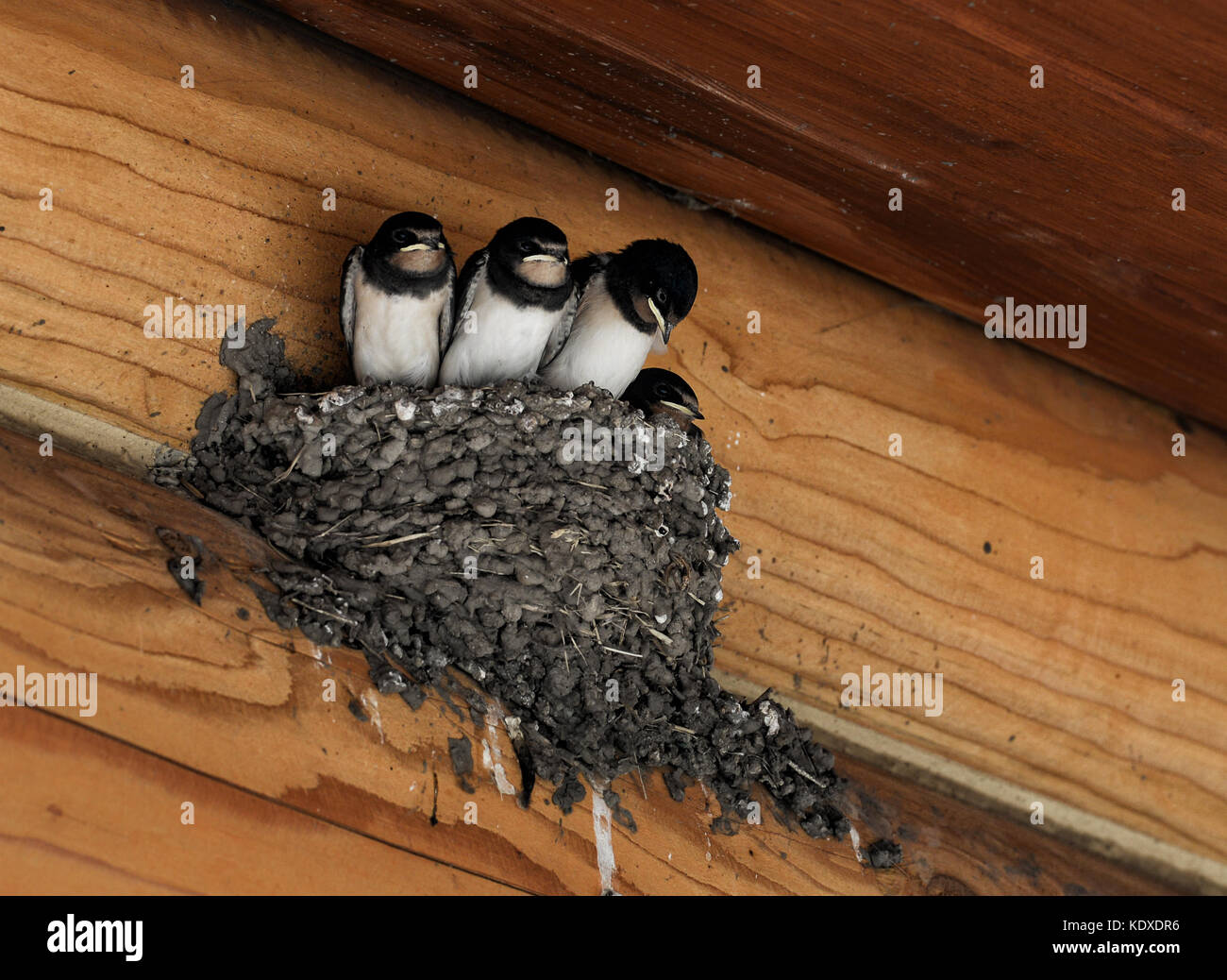 Barn swallow pulcini nel nido sotto log tetto cottage Foto Stock