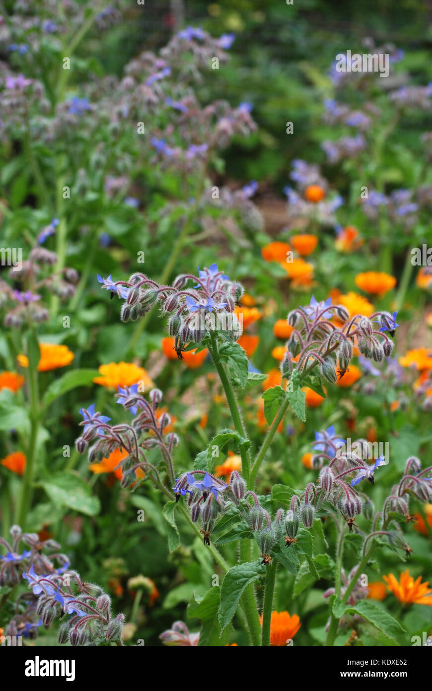 La Calendula e la borragine fiore nel giardino delle erbe Foto Stock